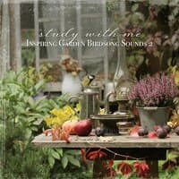 Study with Me: Inspiring Garden Birdsong Sounds 2