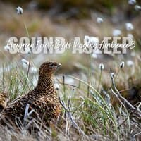 Sound Asleep: Evergreen Forest Birds Singing Ambience 3