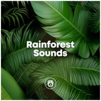 Rainforest Sounds