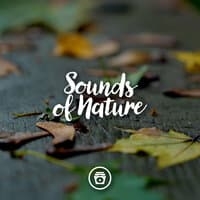 Sounds Of Nature