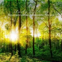 Study with Me: Melodious Forest Birdsong Sounds