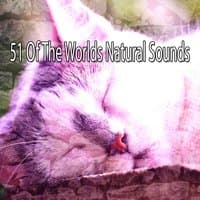 51 Of The Worlds Natural Sounds