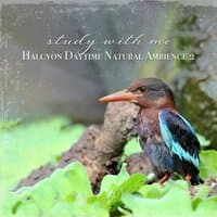 Study with Me: Halcyon Daytime Natural Ambience 2