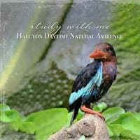 Study with Me: Halcyon Daytime Natural Ambience