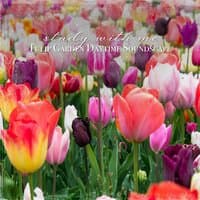 Study with Me: Tulip Garden Daytime Soundscape