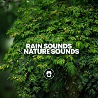 Rain Sounds & Nature Sounds