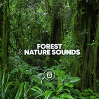 Forest & Nature Sounds