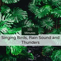 101 Minutes Singing Birds, Rain Sound and Thunders