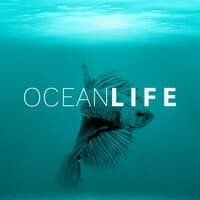 Ocean Life – Healing Water, Soft Music, New Age Relaxation, Sea Waves, Rain Sounds