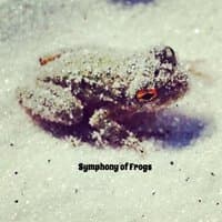 Symphony of Frogs