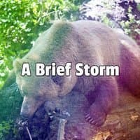 A Brief Storm