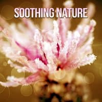 Soothing Nature – Birds Music, Ocean Waves, Calming New Age Sounds, Gentle Music for Wellness Relaxation