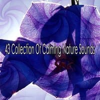 43 Collection Of Calming Nature Sounds