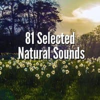 81 Selected Natural Sounds