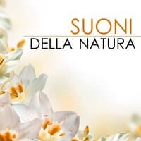 Suoni della Natura - Musica Rilassante per Persone Sensibli