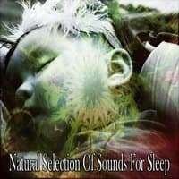 Natural Selection Of Sounds For Sleep