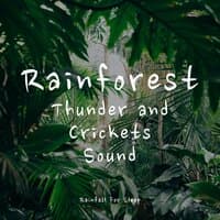 Rainforest, Thunder and Crickets Sound (Sleep Aid)