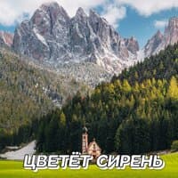 ЦВЕТЁТ СИРЕНЬ