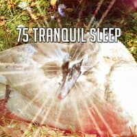 75 Tranquil Sleep