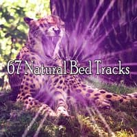 67 Natural Bed Tracks