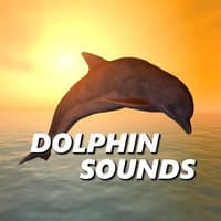 Dolphin Sounds