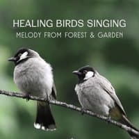 Healing Birds Singing – Melody from Forest & Garden, Improving Your Mood, Best for Peaceful Relaxation, Rest and Meditation