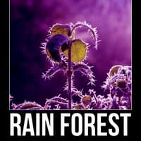 Rain Forest – Anti Stress Music to Sleep Through the Night, Soothing Nature Sounds for Baby Sleep