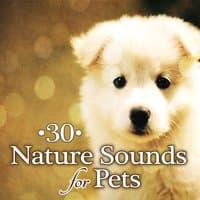 30 Nature Sounds for Pets: Peaceful Puppies & Calm Kittens, Relaxing Music Therapy to Calm Down Your Pet While You Are Out