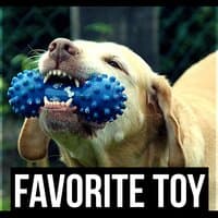 Favorite Toy – Stress Relief for Pets, Dog's Relax, Calm Down Your Animal Companion, Music Therapy for Dogs, Sleep Aids, Pet Relaxation