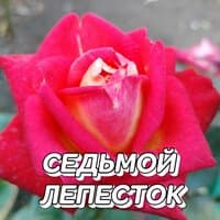 СЕДЬМОЙ ЛЕПЕСТОК