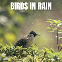 Birds in Rain