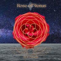 Rose of Venus