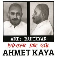 İyimser Bir Gül