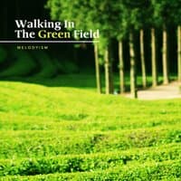 Walking in a green tea field