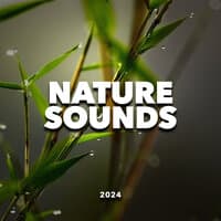 Nature Sounds 2024