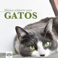 Música para Gatos: Música Relajante Instrumental para Calmar a Gatos Nerviosos