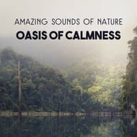 Amazing Sounds of Nature: Oasis of Calmness – Peaceful Background for Relaxation and Meditation, Mental Clarity, Release Emotions and Get Positive Attitude, Improve Mindfulness