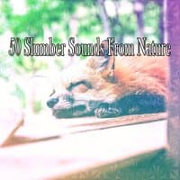 50 Slumber Sounds From Nature