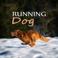 Running Dog – Free Animals, Soothing Nature Sounds for Puppies & Cats, Calm Down Your Animal Companion