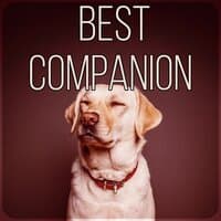 Best Companion - Calm Down Your Animal Companion, Soothing Nature Sounds for Puppies & Cats