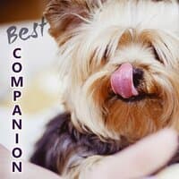 Best Companion - Calm Down Your Animal Companion, Soothing Nature Sounds for Puppies & Cats