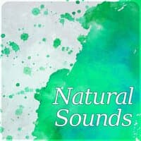 Natural Sounds – Nature Music, Waves, Yoga Relaxation, Massage Therapy, Tranquility Spa