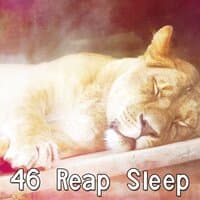 46 Reap Sleep