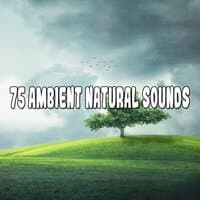 75 Ambient Natural Sounds