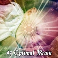 43 Optimal Brain