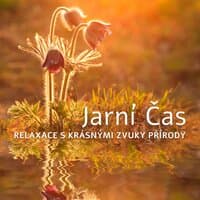 Jarní Čas: Relaxace s Krásnými Zvuky Přírody