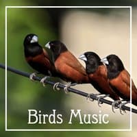 Birds Music – Natural Sounds, Deep Meditation, Forest of Birds, Calm Noise