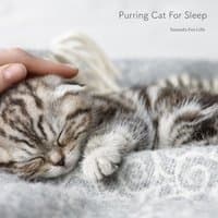 Purring Cat for Sleep