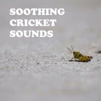 Soothing Cricket Sounds