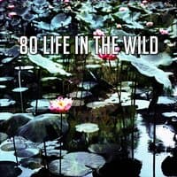 80 Life in the Wild